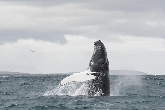 Whale Watching from Downtown Akureyri - Downtown Akureyri meets real whale time, Oddeyrarbót 2