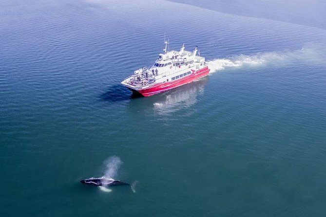 Whale Watching from Downtown Akureyri - Eyjafjord cruising: what you are really paying for