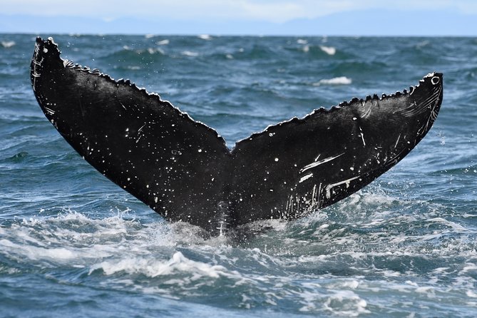Whale Watching from Downtown Akureyri - Responsible whale watching rules you should understand