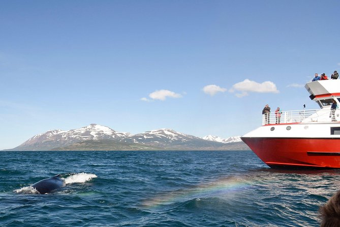Whale Watching from Downtown Akureyri - The on-board comfort system that actually works in Iceland
