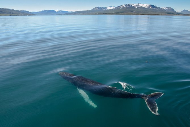 Whale Watching from the Heart of Akureyri - Key highlights worth planning around