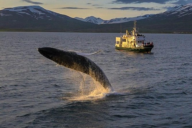 Whale Watching from the Heart of Akureyri - Akureyri whale watching and why Eyjafjörður matters