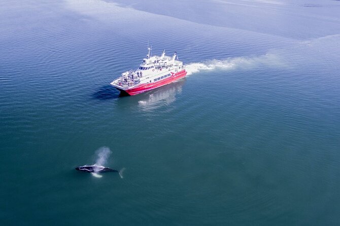 Whale Watching from the Heart of Akureyri - Onboard comfort for real Iceland weather