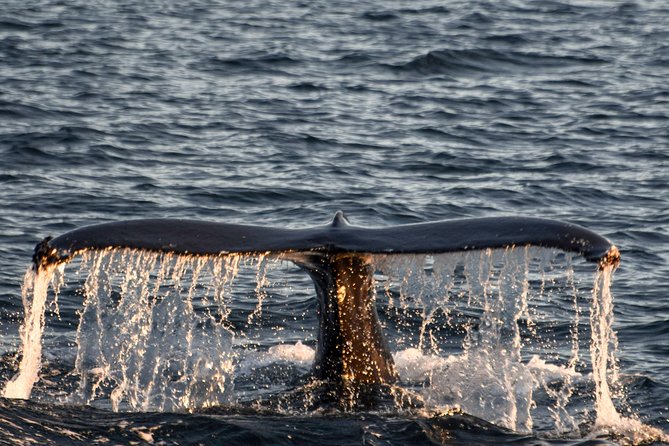 Whale Watching from the Heart of Akureyri - The 3 hour whale hunt: how the cruise actually feels