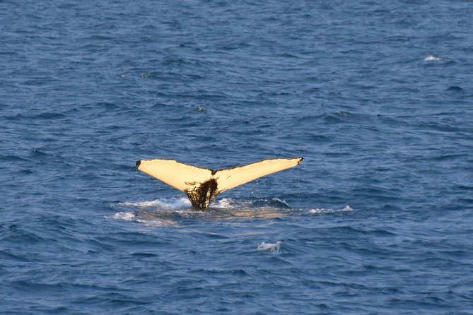 Whale Watching from the Heart of Akureyri - What you might see: humpbacks, minke whales, and dolphins