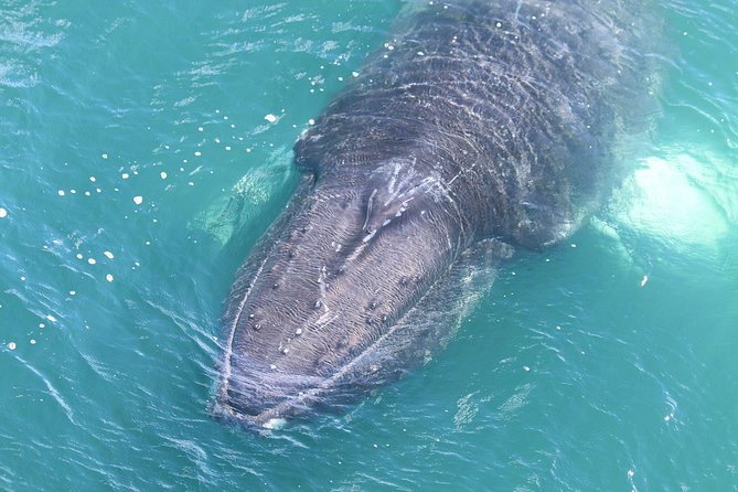 Whale Watching from the Heart of Akureyri - Route expectations: fjord focus vs open sea