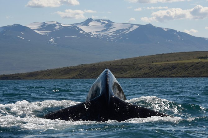 Whale Watching from the Heart of Akureyri - Guide talk and how it helps you spot whales