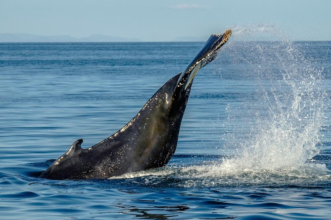 Whale Watching from the Heart of Akureyri - What the $112.05 price gets you in real terms