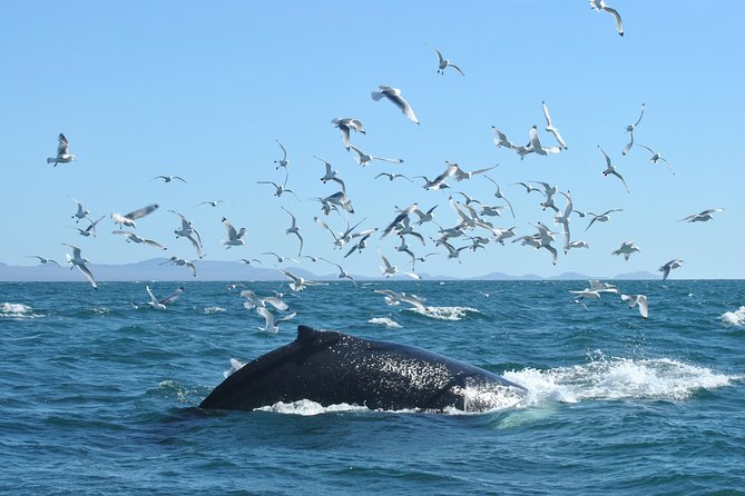 Whale Watching from the Heart of Akureyri - Where you start: Elding in central Akureyri