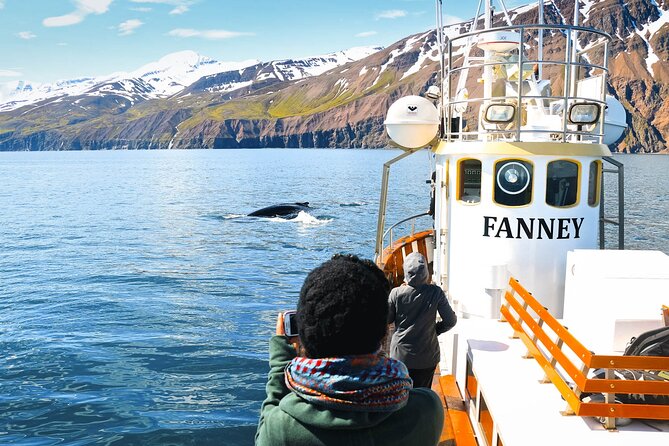 Whale Watching in Husavik - What You Might See: Whales, Dolphins, Porpoises, and Birds