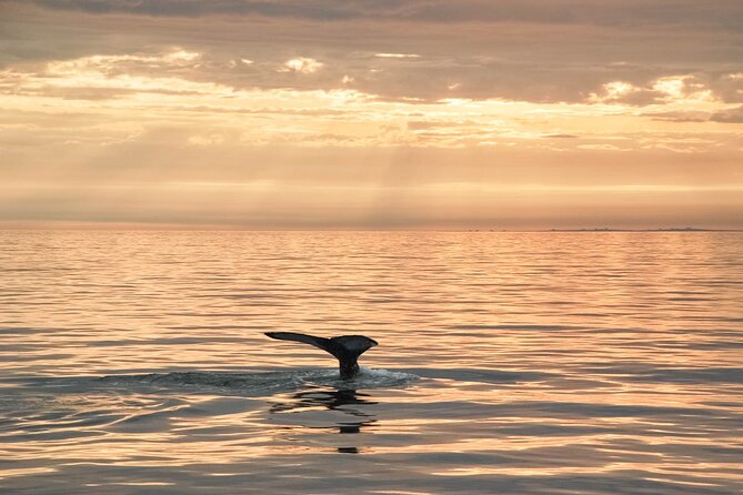 Whale Watching in Husavik - Should You Book This Húsavík Whale Watching Tour?