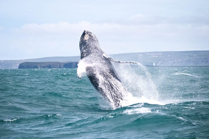 Whale Watching in Husavik - Staying Warm: Suits, Hot Cocoa, and Real Comfort