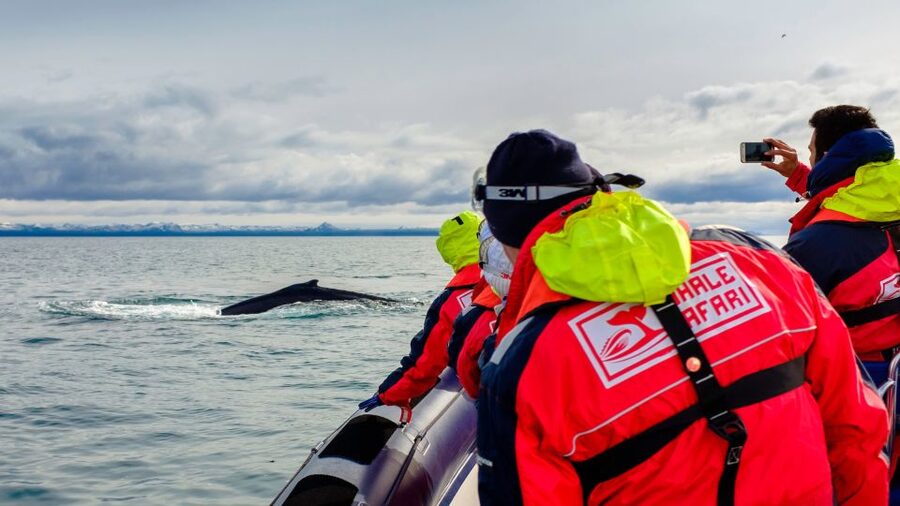 Whale Watching in Reykjavik by Speedboat - Key things to know