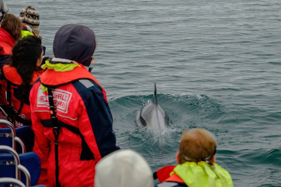 Whale Watching in Reykjavik by Speedboat - Speed And Wildlife: What Makes This RIB Whale Watch Feel Different