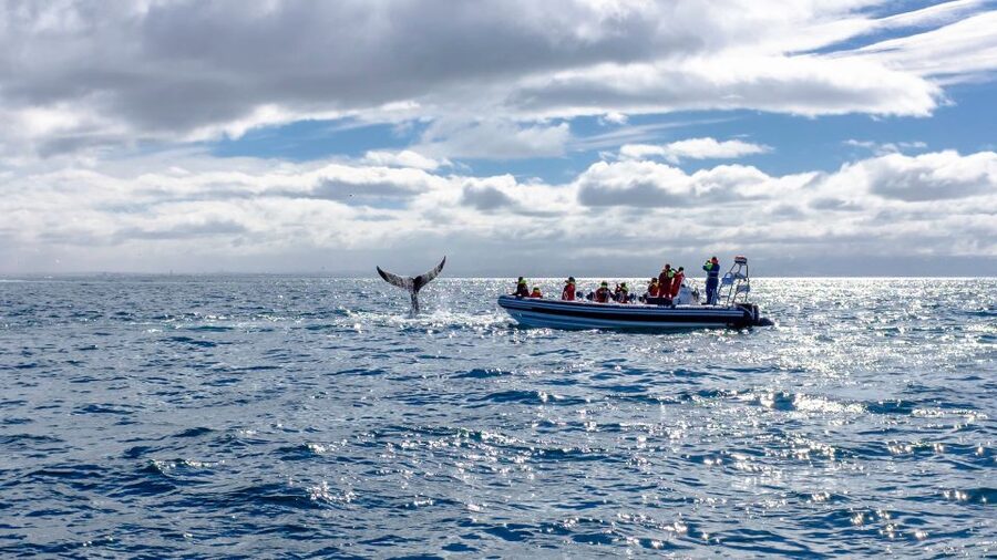 Whale Watching in Reykjavik by Speedboat - Boat Setup That Matters: Shock Seats, Coveralls, And Closed-Toe Shoes