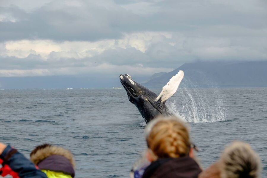 Whale Watching in Reykjavik by Speedboat - Wildlife Searching Near Reykjavik: How You Get Close To What You Came For