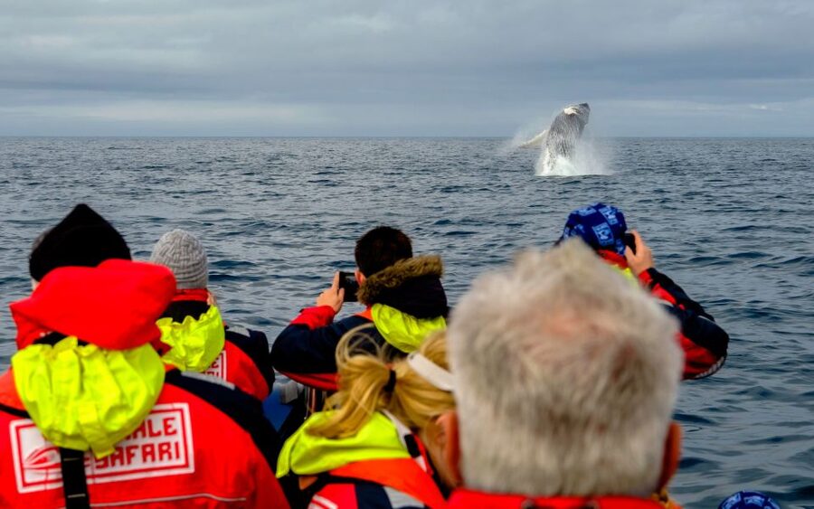 Whale Watching in Reykjavik by Speedboat - Puffins In May Through August: The Seasonal Bonus Stop