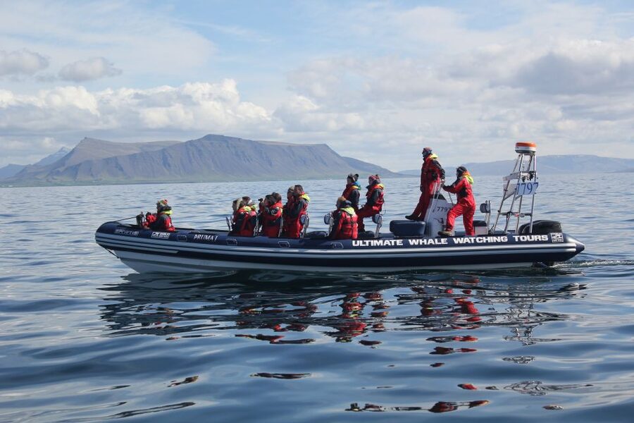 Whale Watching in Reykjavik by Speedboat - Price And Value: Is 200 USD Worth It?