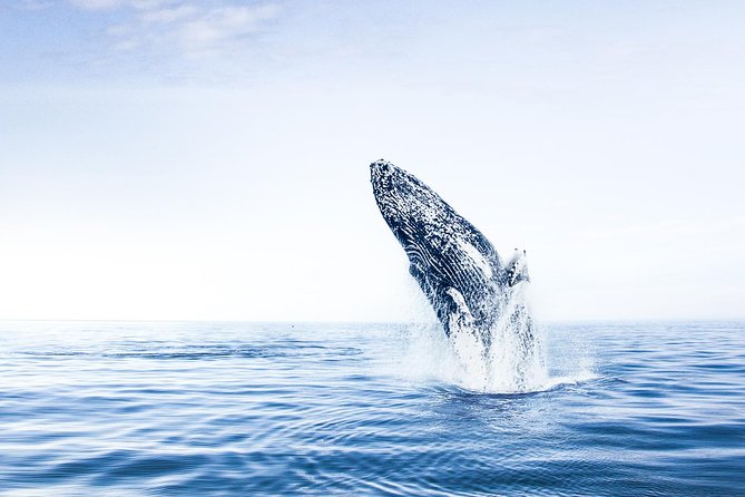 Whale Watching on board a Traditional Oak Boat from Árskógssandur - What the 2.5 hours looks like on the water
