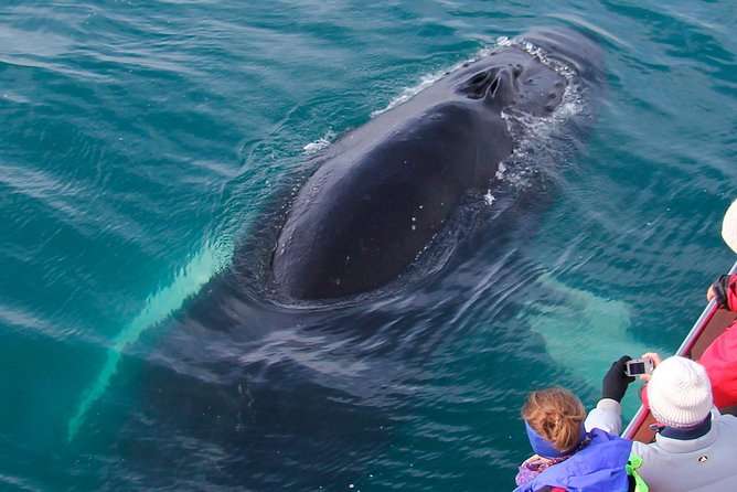 Whale Watching on board a Traditional Oak Boat from Árskógssandur - Choice of departure times: how it fits your Akureyri day