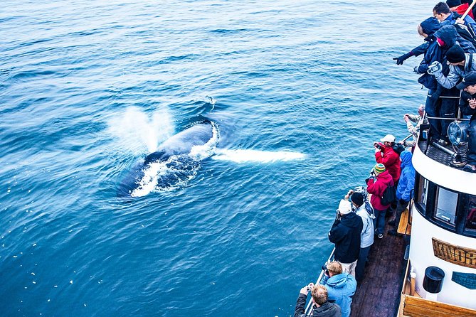 Whale Watching on board a Traditional Oak Boat from Árskógssandur - Who this tour is best for