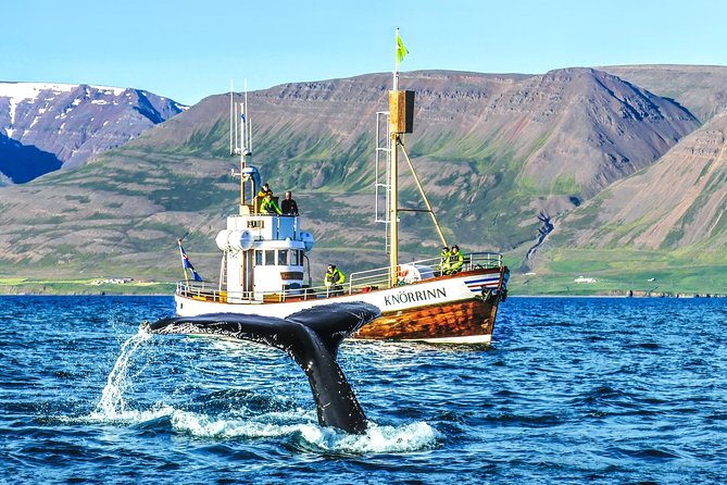 Whale Watching on board a Traditional Oak Boat from Árskógssandur - Meeting at Hotel Kaldi in Árskógssandur, and the one tip that saves time