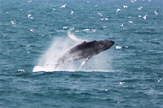 Whale Watching Tour with Professional Guide from Reykjavik - Key things that make this Reykjavik whale watching tour worth your time