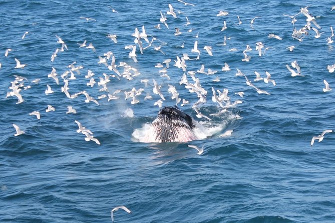 Whale Watching Tour with Professional Guide from Reykjavik - Starting at Reykjavík Old Harbour: the quick setup that matters