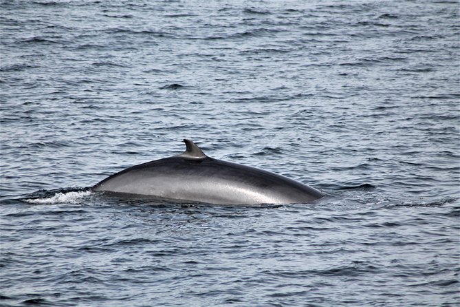 Whale Watching Tour with Professional Guide from Reykjavik - What you’re hoping to see in Faxafloi Bay