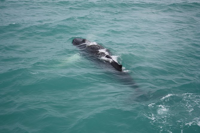 Whale Watching Tour with Professional Guide from Reykjavik - How the crew finds whales without turning it into chaos