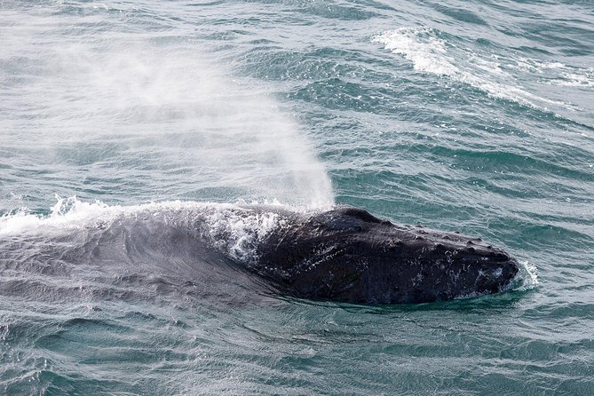 Whale Watching Tour with Professional Guide from Reykjavik - Seating and spotting: picking the right place on the boat