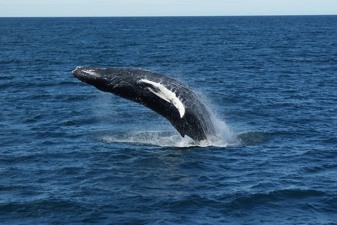 Whale Watching Tour with Professional Guide from Reykjavik - Weather reality: what rough seas can do to your experience