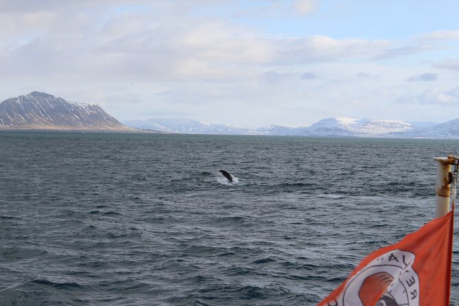 Whale Wonders Morning Expedition from Reykjavík - Key highlights worth your attention