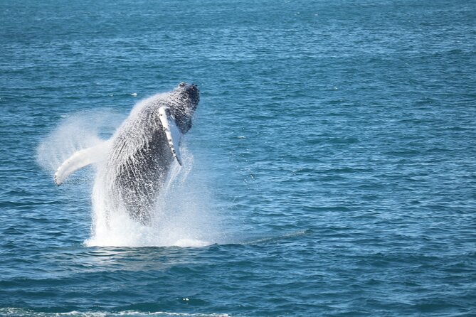 Whale Wonders Morning Expedition from Reykjavík - Whale Wonders Morning Expedition, Reykjavik: the vibe and what you are really paying for