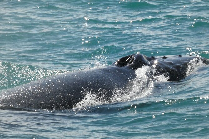 Whale Wonders Morning Expedition from Reykjavík - On board comfort: overalls, heated cabins, restroom, and WiFi