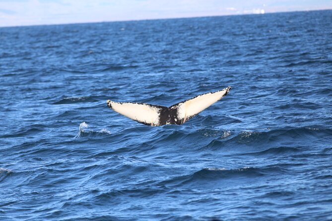 Whale Wonders Morning Expedition from Reykjavík - The Faxafloi Bay route: where whale luck usually starts