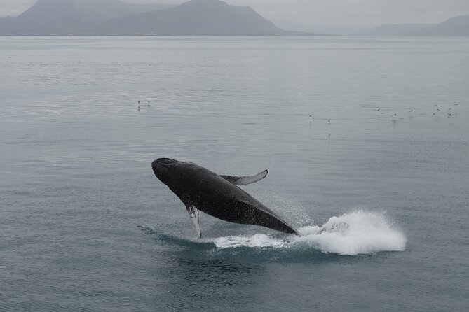 Whale Wonders Morning Expedition from Reykjavík - The backup plan: what happens if there are no sightings