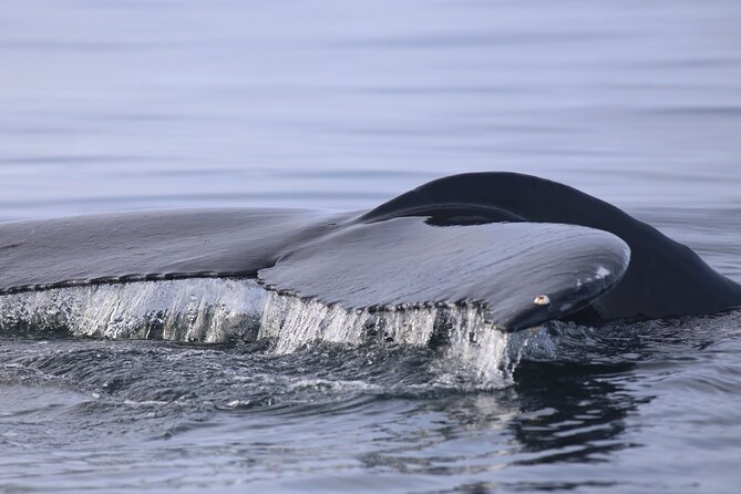 Whale Wonders Morning Expedition from Reykjavík - Deck time, photos, and maneuvering: how to get the view you want
