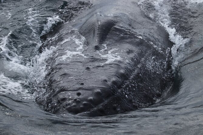 Whale Wonders Morning Expedition from Reykjavík - Meeting point and timing: Geirsgata 11 at 9:00 am