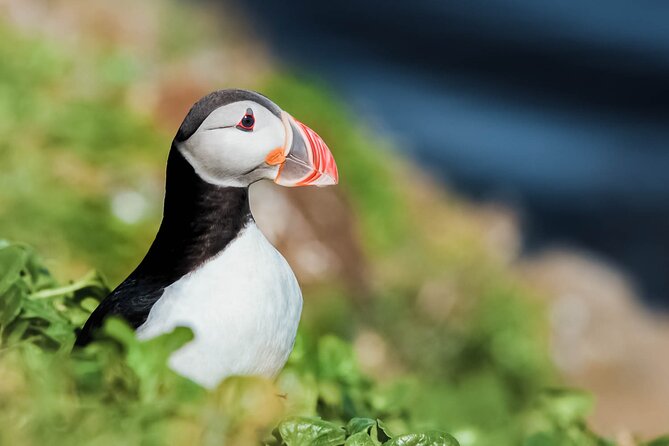Whales and Puffins Tour from Husavik - Key Points That Matter Before You Book