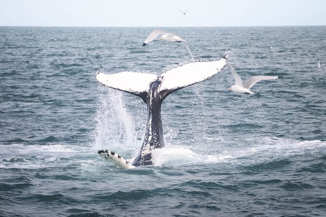 Whales and Puffins Tour from Husavik - Why Húsavík Puts You Right in the Action