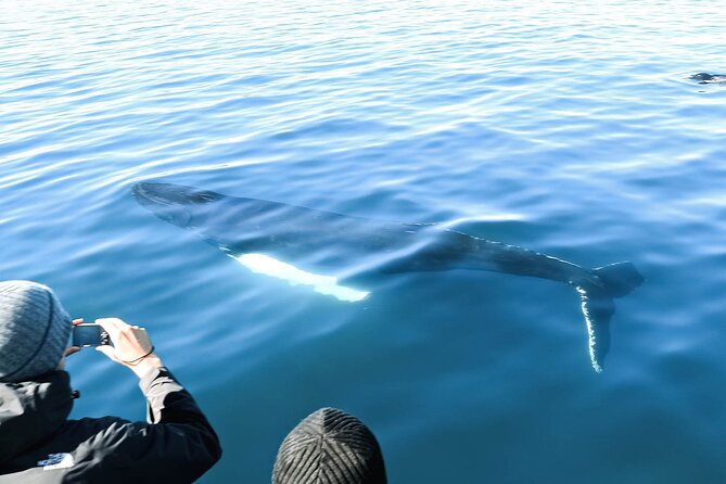 Whales and Puffins Tour from Husavik - On-Board Comfort That Makes Cold Weather Feel Manageable