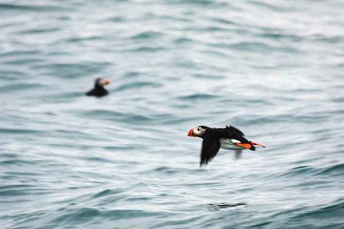 Whales and Puffins Tour from Husavik - Meeting Point and Timing: Simple, But Don’t Guess