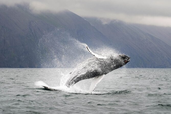 Whales and Puffins Tour from Husavik - Group Size, Comfort, and Why It Impacts Your Sighting Chances