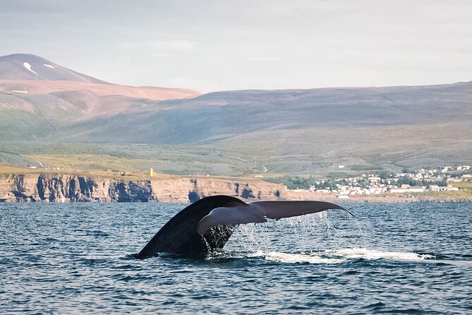 Whales and Puffins Tour from Husavik - The Puffin Island Visit: What You Can Expect Near the Colony