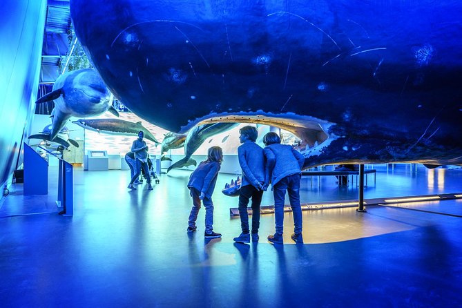 Whales Of Iceland Admission Ticket - A Rainy-Day Whale Fix at Whales of Iceland