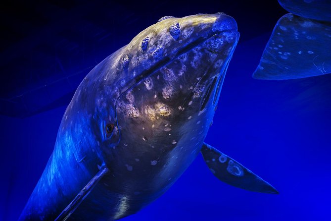 Whales Of Iceland Admission Ticket - Inside the Whales of Iceland Museum: What You’ll Actually See