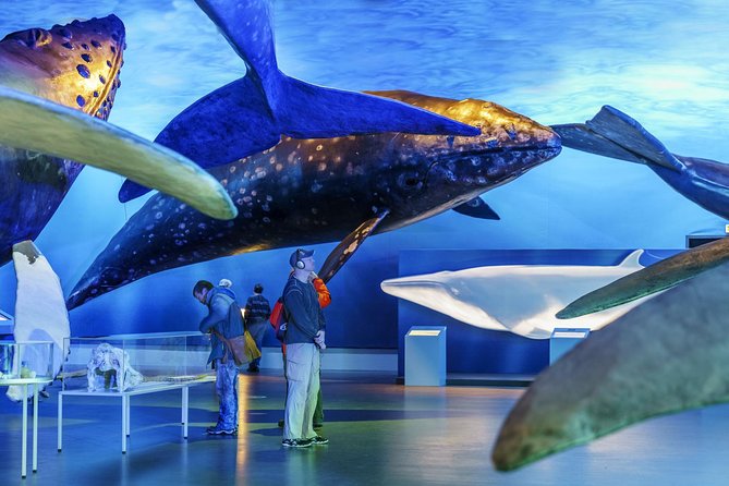 Whales Of Iceland Admission Ticket - Fin Whale Theatre: Included Films and How to Time Them