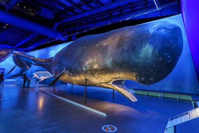 Whales Of Iceland Admission Ticket - Tickets, Timing, and How Long You’ll Need