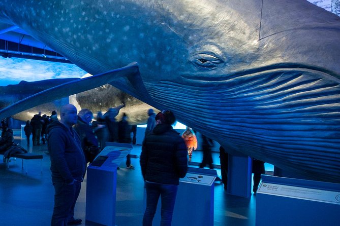 Whales of Iceland from Land and Sea - Old Harbor Meeting Point and How the Timing Works